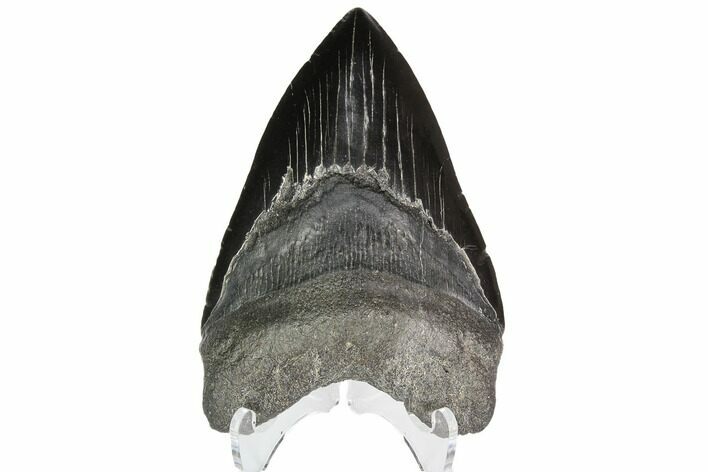 Fossil Megalodon Tooth #92691